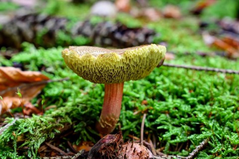 Red Cracking Bolete (Xerocomellus chrysenteron) in moss