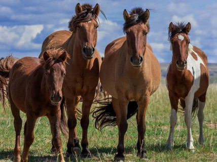 Flock of horses with young animals on a pasture