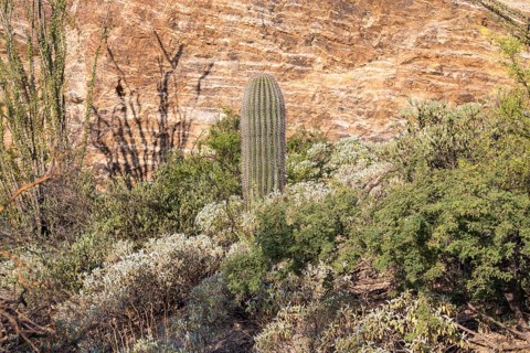 Young Saguaro (Carnegiea Giants)
