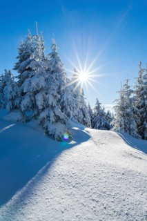 Snowy spruce (Picea abies)