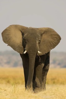 African Elephant (Loxodonta africana)
