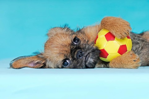 Brussels Griffon