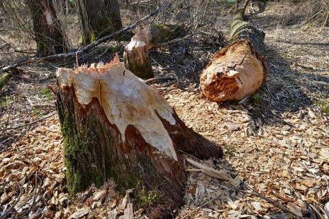 Fallen down tree