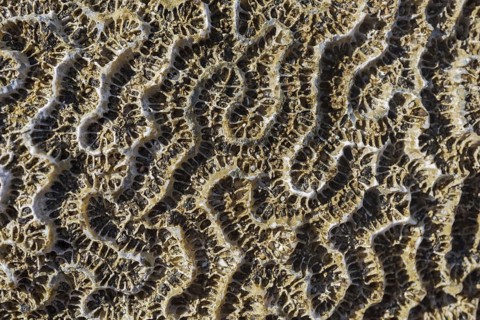 Coral fossil texture background