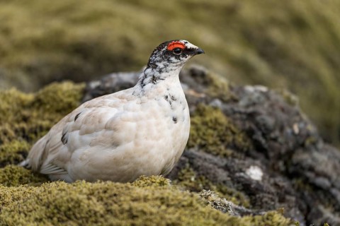 Rock Ptarmigan (Lagopus muta)