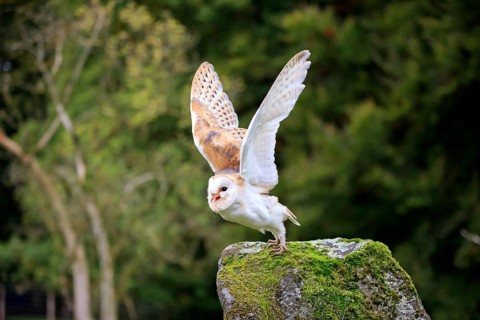 Common barn owl (Tyto alba)
