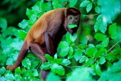 Venezuelan red howler (Alouatta seniculus)