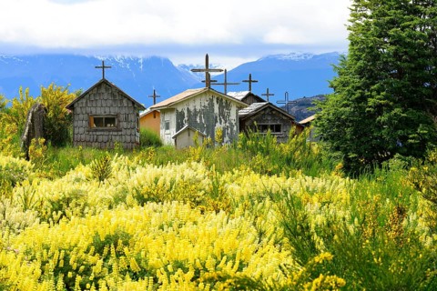 Cemetery in front of flowering yellow lupins (Lupinus)