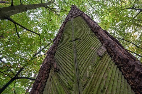 Pine (Pinus) with resin extraction until 1990