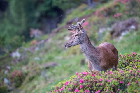 Red deer (Cervus elaphus)