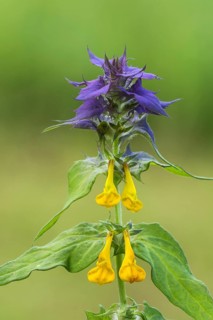 Melampyrum nemorosum (Melampyrum nemorosum)
