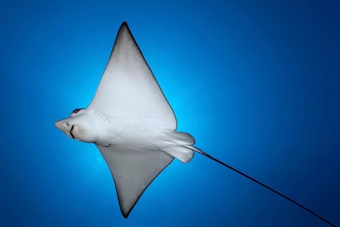 Spotted eagle ray (Aetobatus narinari)