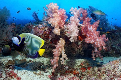Emperor angelfish (Pomacanthus imperator) swims in front of a coral reef with soft corals (Alcyonacea)