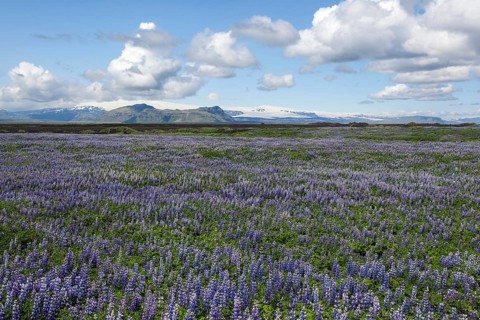 Wide landscape with Nootka lupins (Lupinus nootkatensis)