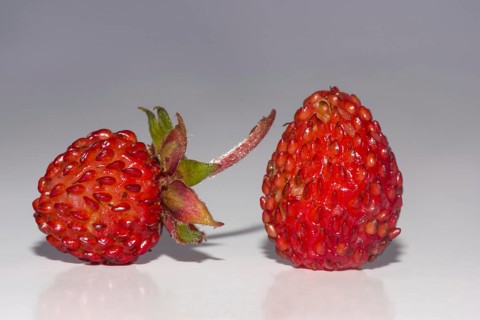 Woodland strawberries (Fragaria vesca)