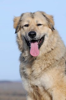 Caucasian Ovcharka