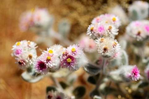 African edelweiss (Helichrysum roseo niveum)
