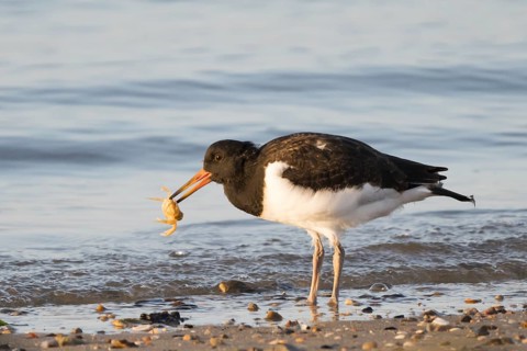 Eurasian oystercatcher (Haematopus ostralegus)