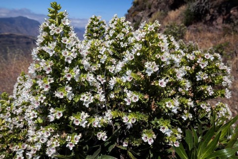 Blooming Echium decaisnei (Echium decaisnei)