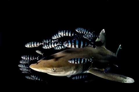 Oceanic whitetip shark (Carcharhinus longimanus) with Pilot Fish (Naucrates ductor)