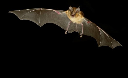 Greater horseshoe bat (Rhinolophus ferrumequinum) in flight at night
