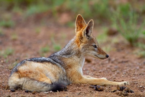 Black-backed Jackal (Canis mesomelas)