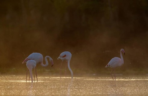 Greater Flamingo (Phoenicopterus roseus)