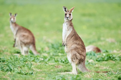 Eastern grey kangaroo (Macropus giganteus) on a meadow