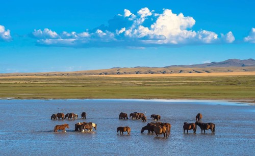 Flock of wild horses in the riverbed of Tuul river