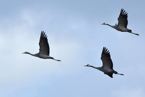 Cranes (Grus grus) in flight