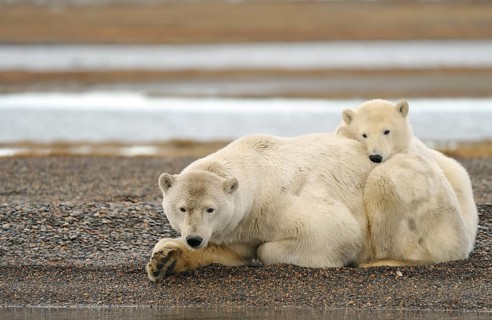 Polar bears (Ursus maritimus)