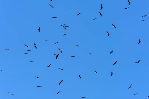 Griffon vulture (Gyps fulvus)