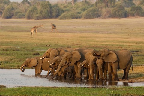 African Elephant (Loxodonta africana)