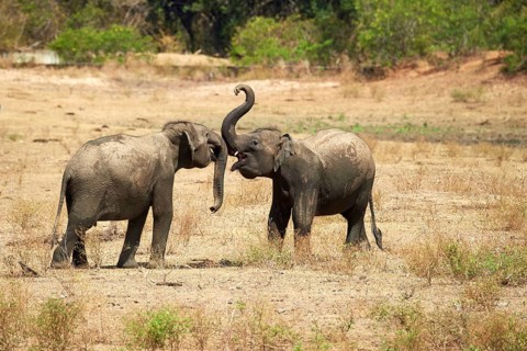 Sri Lankan elephants (Elephas maximus maximus)