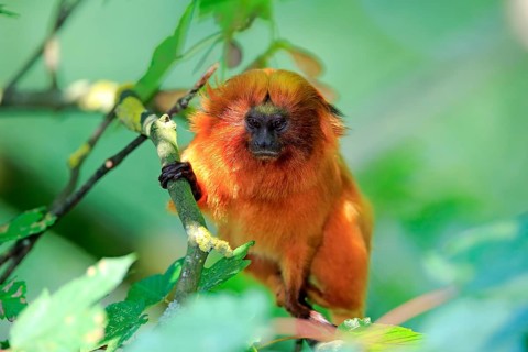 Golden lion tamarin (Leontopithecus rosalia)