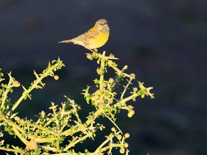 Cordillera Sierra Finch (Phrygilus gayi) sits on thorn bush