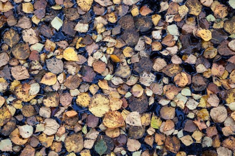 Autumn leaves