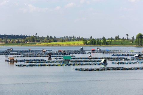 Freshwater fish farm in Lam Pao River