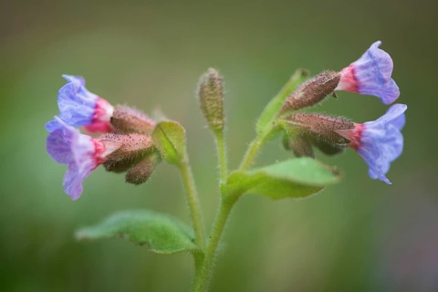 Lungwort (Pulmonaria officinalis)