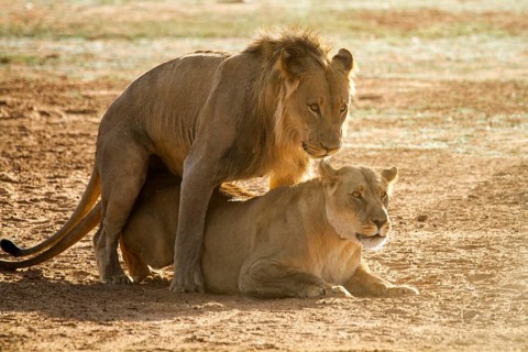 Lions (Panthera leo) during mating