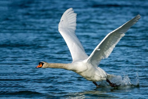Mute swan (Cygnus olor) starts from the water