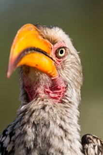 Southern Yellow-billed Hornbill (Tockus leucomelas)