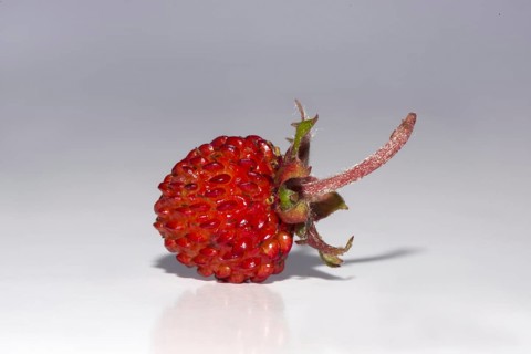 Woodland strawberry (Fragaria vesca)