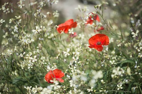 Corn poppy (Papaver rhoeas)