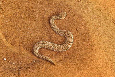 Peringuey's Adder (Bitis peringueyi) in the sand