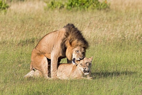 Lions (Panthera leo)