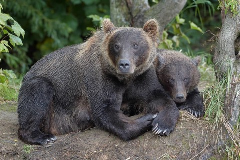 Kamchatka brown bears (Ursus arctos beringianus)