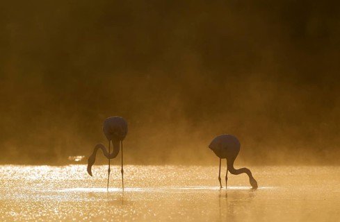 Greater Flamingo (Phoenicopterus roseus)