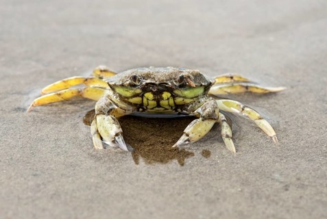 European green crab (Carcinus maenas)