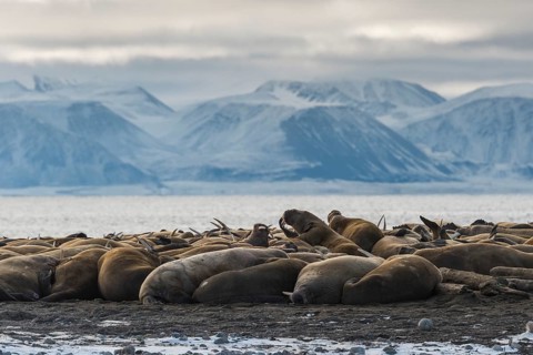 Walruses (Odobenus rosmarus)